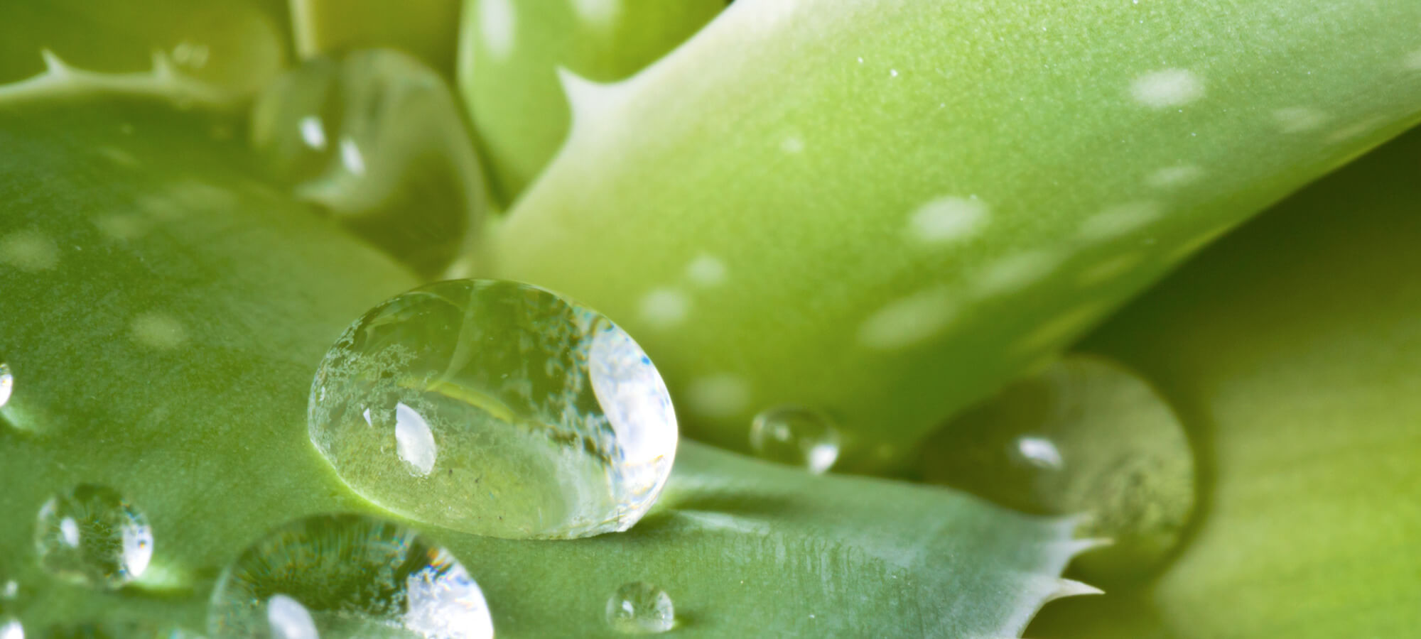 aloe vera for the skin how to use this miracle plant hero