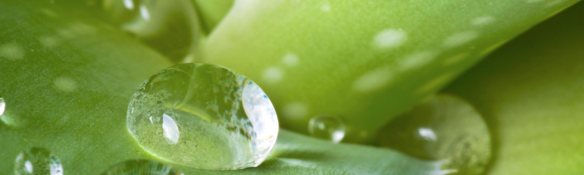 aloe vera for the skin how to use this miracle plant hero