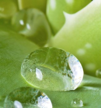 aloe vera for the skin how to use this miracle plant hero